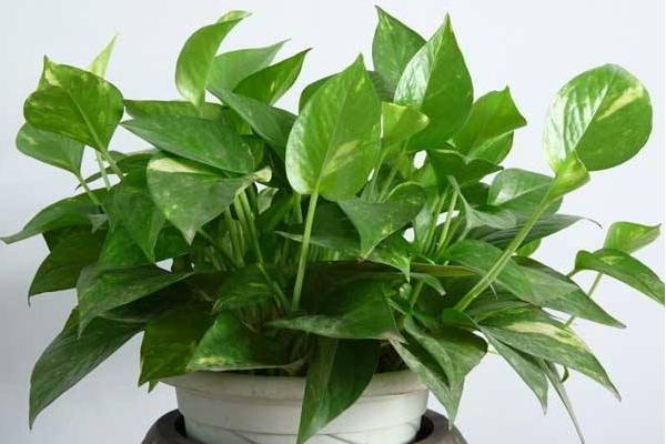 綠蘿圖片大全 綠蘿花語(yǔ)及寓意 綠蘿有幾種