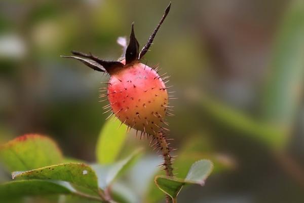 金櫻子圖片大全 金櫻子怎么吃