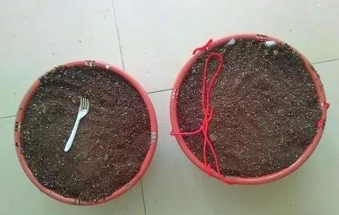 綠蘿扦插快速生根方法(圖解) 如何讓綠蘿快速長藤