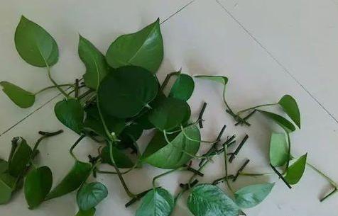 綠蘿扦插快速生根方法(圖解) 如何讓綠蘿快速長藤