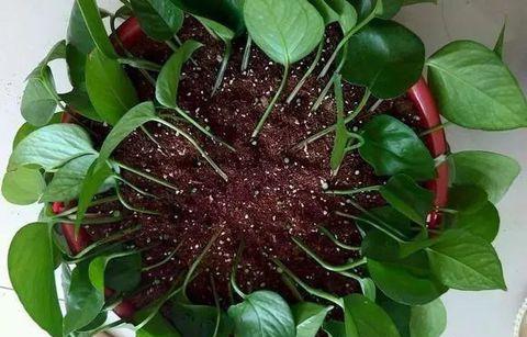 綠蘿扦插快速生根方法(圖解) 如何讓綠蘿快速長藤