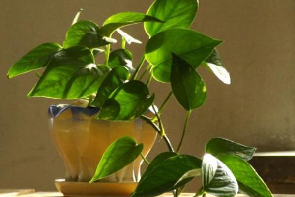 綠蘿扦插快速生根方法(圖解) 如何讓綠蘿快速長藤