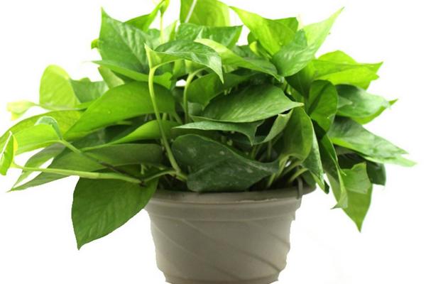 綠蘿扦插快速生根方法(圖解) 如何讓綠蘿快速長藤