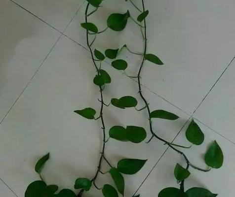 綠蘿扦插快速生根方法(圖解) 如何讓綠蘿快速長藤