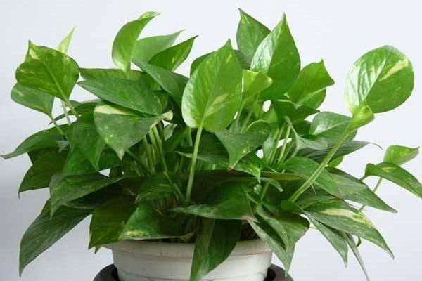 綠蘿扦插快速生根方法(圖解) 如何讓綠蘿快速長藤