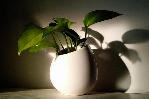 綠航綠蘿和普通綠蘿的區別是什么 綠蘿怎么繁殖