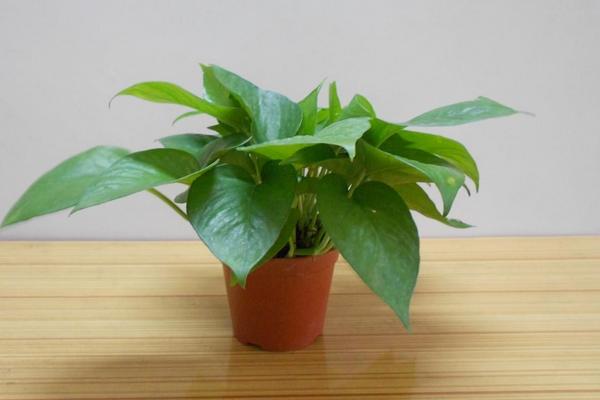 綠航綠蘿和普通綠蘿的區別是什么 綠蘿怎么繁殖