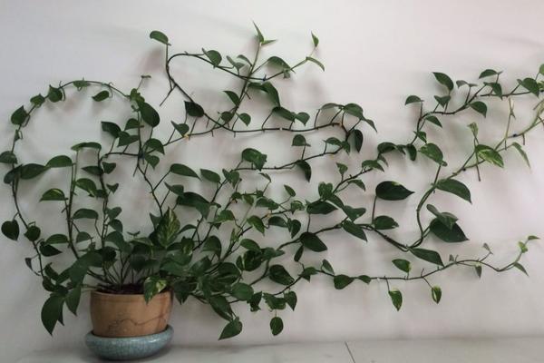 綠航綠蘿和普通綠蘿的區別是什么 綠蘿怎么繁殖