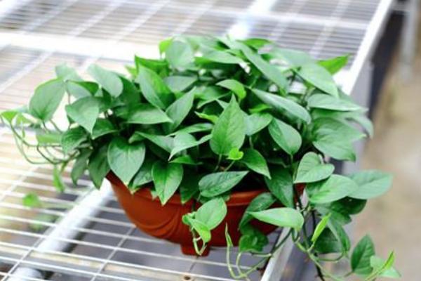 綠航綠蘿和普通綠蘿的區別是什么 綠蘿怎么繁殖
