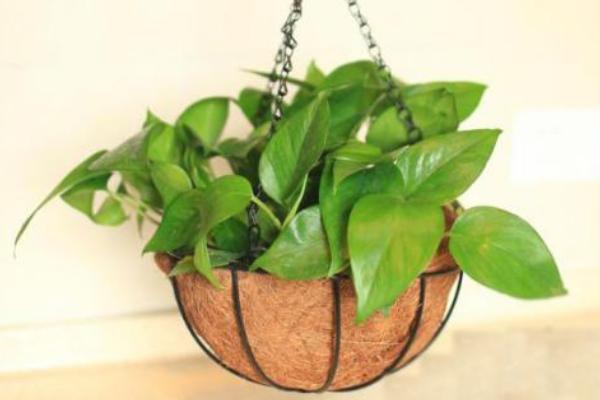 綠航綠蘿和普通綠蘿的區別是什么 綠蘿怎么繁殖