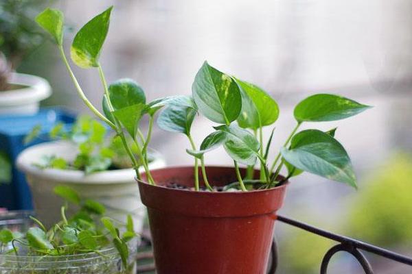 綠蘿吸甲醛嗎 綠蘿能凈化空氣嗎