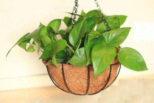 綠蘿葉子焉了怎么辦 綠蘿葉子發黃的原因及解決方法