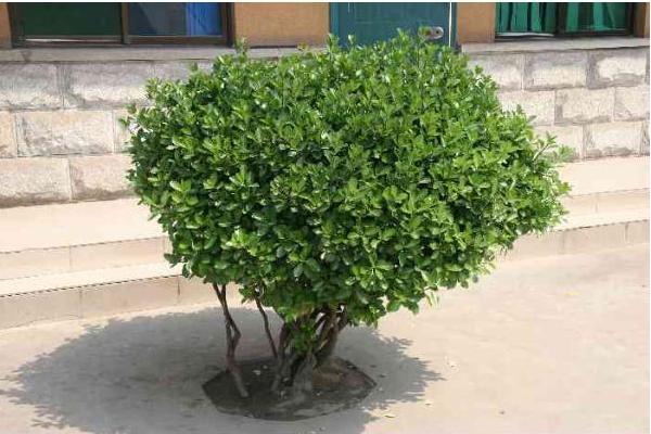 衛矛樹市場價格多少錢一棵 衛矛的養殖方法