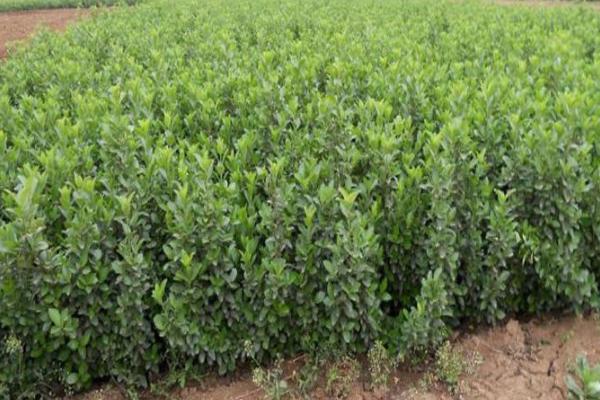 衛矛樹市場價格多少錢一棵 衛矛的養殖方法