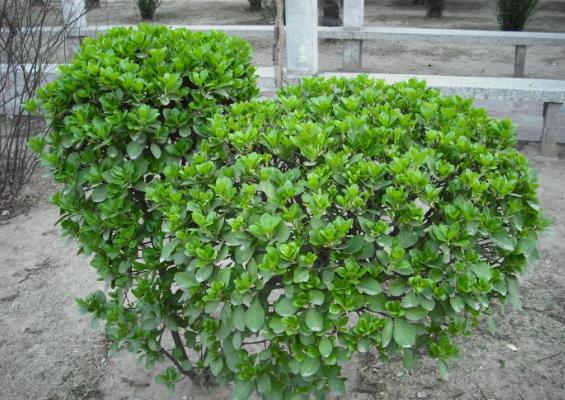 衛矛樹市場價格多少錢一棵 衛矛的養殖方法