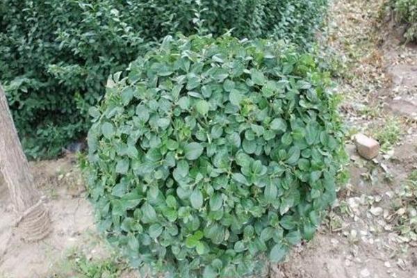 衛矛樹市場價格多少錢一棵 衛矛的養殖方法