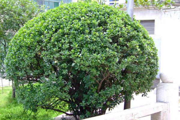 衛矛樹市場價格多少錢一棵 衛矛的養殖方法