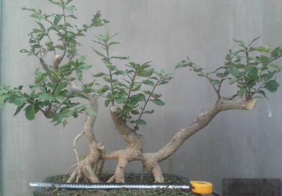 衛矛樹市場價格多少錢一棵 衛矛的養殖方法