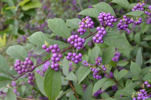 紫珠草市場價格多少錢一斤 紫珠草的功效和作用