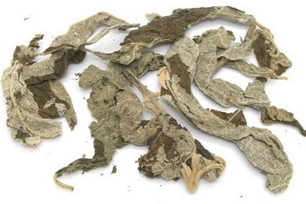 紫珠草市場價格多少錢一斤 紫珠草的功效和作用