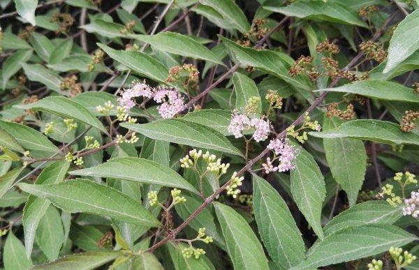 紫珠草市場價格多少錢一斤 紫珠草的功效和作用