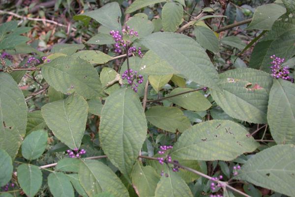 紫珠草市場價格多少錢一斤 紫珠草的功效和作用