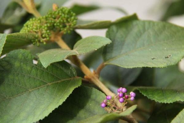 紫珠草市場價格多少錢一斤 紫珠草的功效和作用