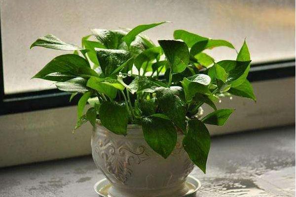 綠蘿吊蘭怎么養 綠蘿吊蘭養殖方法與注意事項