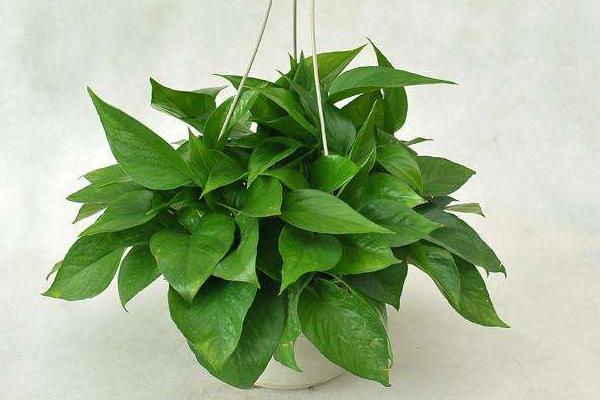 綠蘿扦插快速生根方法(圖解) 如何讓綠蘿快速長藤