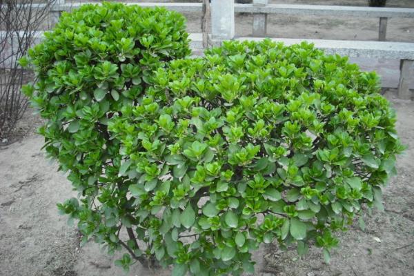 衛矛盆景怎么養 盆栽衛矛養殖方法與注意事項