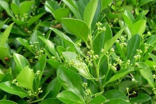 衛矛盆景怎么養 盆栽衛矛養殖方法與注意事項