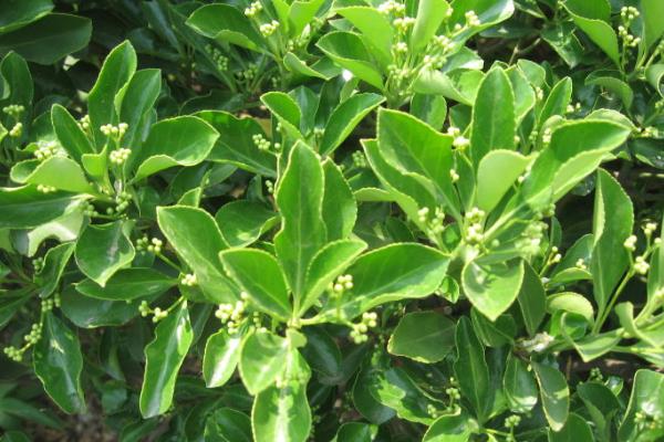 衛矛盆景怎么養 盆栽衛矛養殖方法與注意事項