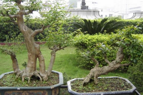 衛矛盆景怎么養 盆栽衛矛養殖方法與注意事項