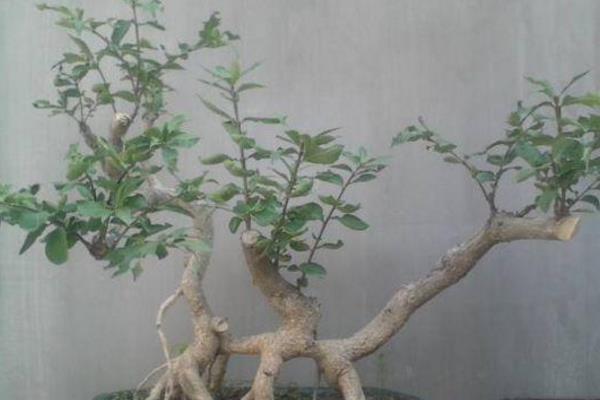 衛矛盆景怎么養 盆栽衛矛養殖方法與注意事項