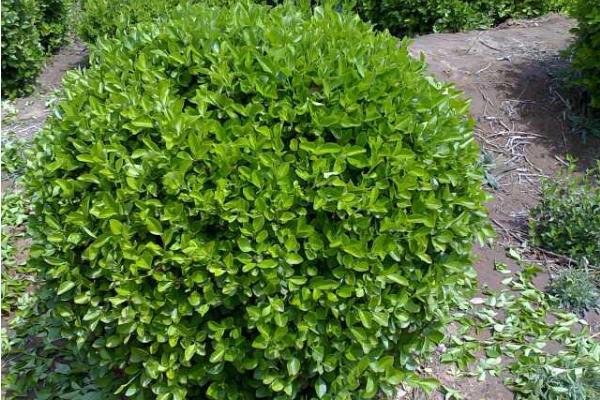 衛矛盆景怎么養 盆栽衛矛養殖方法與注意事項