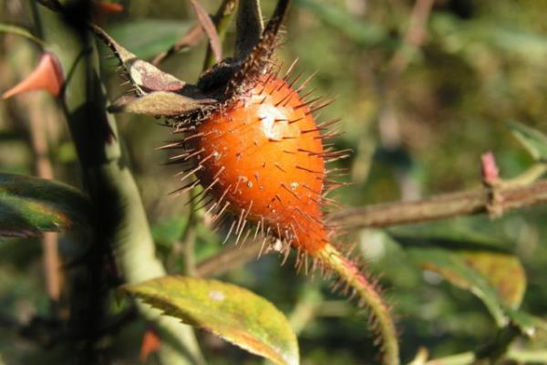 金櫻子的功效與作用及禁忌 金櫻子藥用價值