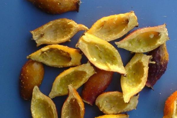 金櫻子的功效與作用及禁忌 金櫻子藥用價值