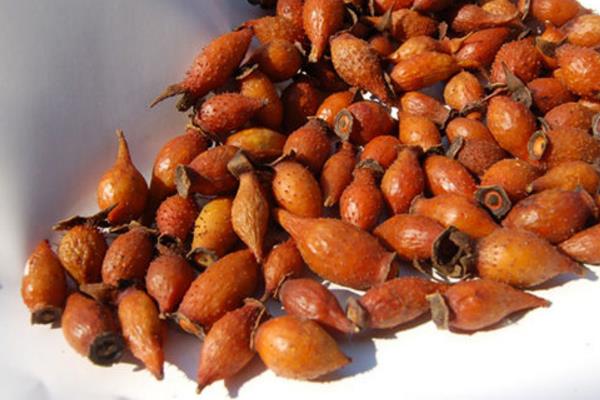 金櫻子的功效與作用及禁忌 金櫻子藥用價值