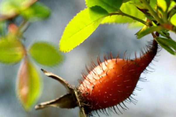 金櫻子怎么種 金櫻子種植技術與注意事項