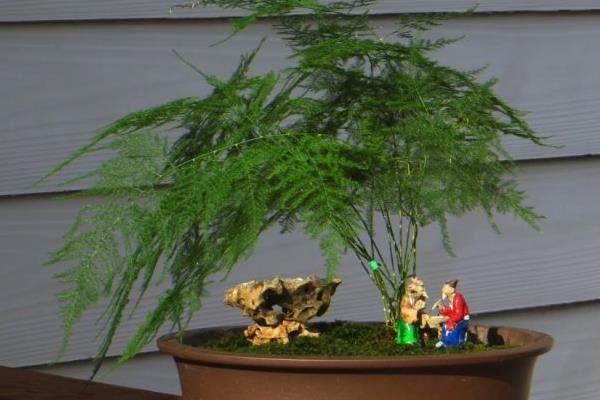 文竹有毒嗎 文竹能放在室內臥室嗎