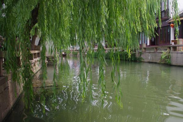 垂柳市場價格多少錢一棵（5公分、10公分、15公分等） 垂柳的修剪方法