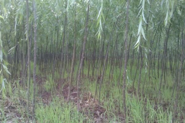 垂柳市場價格多少錢一棵（5公分、10公分、15公分等） 垂柳的修剪方法