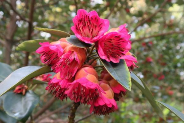 紅花荷果實能吃嗎 紅花荷功效與作用