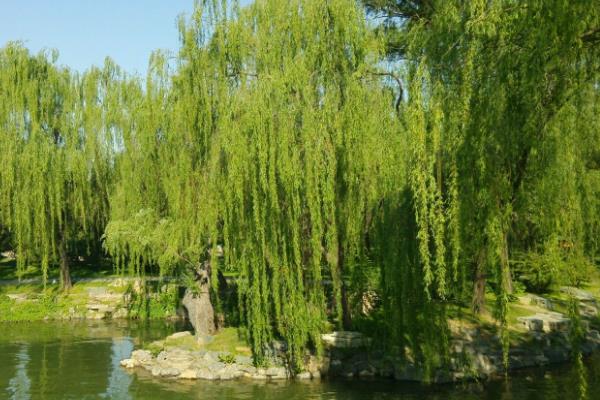 垂柳市場價格多少錢一棵（5公分、10公分、15公分等） 垂柳的修剪方法