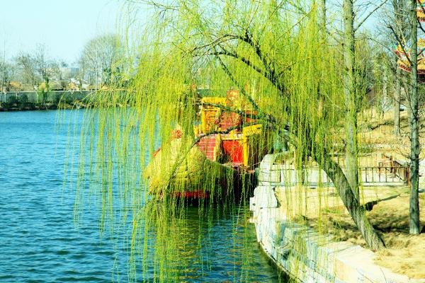 垂柳市場價格多少錢一棵（5公分、10公分、15公分等） 垂柳的修剪方法