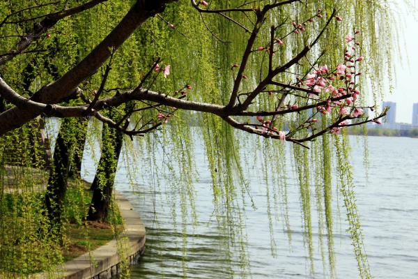 垂柳市場價格多少錢一棵（5公分、10公分、15公分等） 垂柳的修剪方法