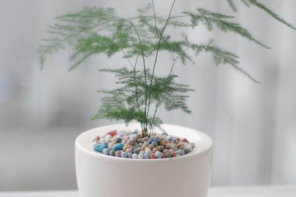 文竹葉子發黃怎么辦 文竹怎么澆水（多久澆一次）