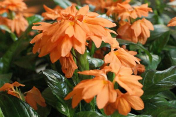 鳥尾花與鳶尾花的區(qū)別是什么 鳥尾花的養(yǎng)殖方法和注意事項