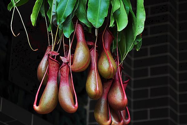 豬籠草怎么澆水(多久澆一次) 豬籠草扦插繁殖方法