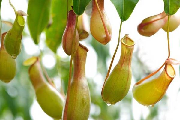 豬籠草怎么澆水(多久澆一次) 豬籠草扦插繁殖方法